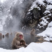 Nagano: Jigokudani Snow Monkeys & Onsen Private Tour Nagano: Jigokudani Snow Monkeys & Onsen Private Tour
