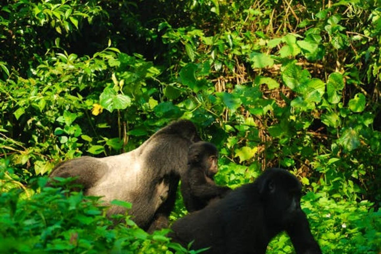 Uganda: 5-Day Gorilla Trekking and Wildlife Safari