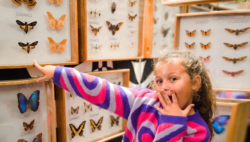 Krakow: Living Butterfly Museum | GetYourGuide