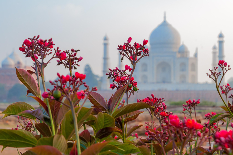 Desde Delhi: Excursión al Taj Mahal al Amanecer, Fuerte de Agra y Baby TajSólo servicio de guía - Visita sólo con guía en Agra