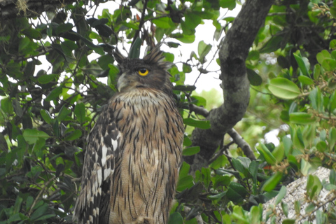 From Waligama, Mirissa, Tangalle, Yala safari & drop to Ella Yala Full day safari