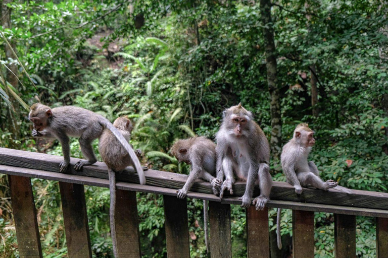Ubud: Foresta delle scimmie, terrazzamenti di riso e tour delle cascate