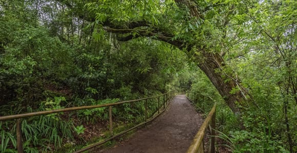 A narrow levada path passing through dense green laurel forest beside a rock wall
