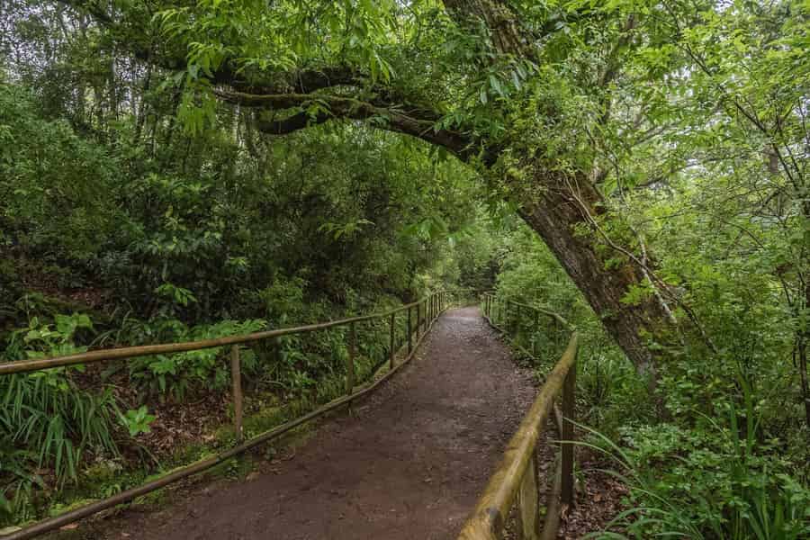 Caldeirão Verde: Queimadas PR9 Transferwanderung. Foto: GetYourGuide Caldeirão Verde: Queimadas PR9 Transferwanderung. Foto: GetYourGuide