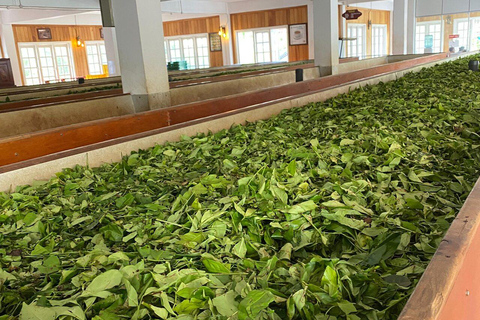 Kandy: Tea Tasting, Gem Museum & Spice Garden Tuk Tuk Tour