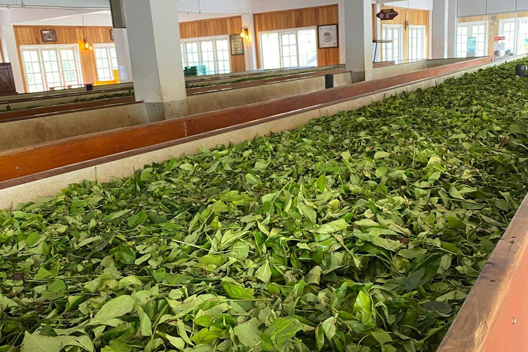 Kandy: Tea Tasting, Gem Museum & Spice Garden Tuk Tuk Tour