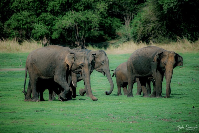 Sigiriya: VIP Minneriya 4x4 Elephant Safari & Village Tour