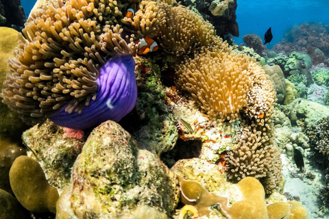 Depuis Khao Lak : Excursion d&#039;une journée aux îles Similan avec plongée en apnéeKhao Lak : Excursion d&#039;une journée aux îles Similan avec plongée en apnée le matin