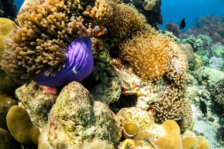 Depuis Khao Lak : Excursion d&#039;une journée aux îles Similan avec plongée en apnéeKhao Lak : Excursion d&#039;une journée aux îles Similan avec plongée en apnée le matin