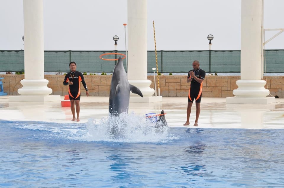 De Lado Espect Culo De Delfines Y Leones Marinos Con Traslado