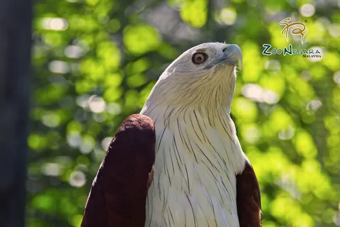 Billet électronique pour le Zoo Negara
