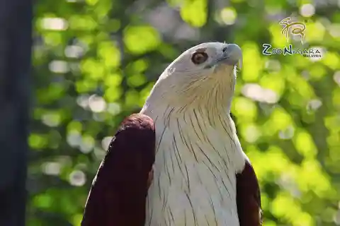 Biglietto elettronico per lo Zoo Negara