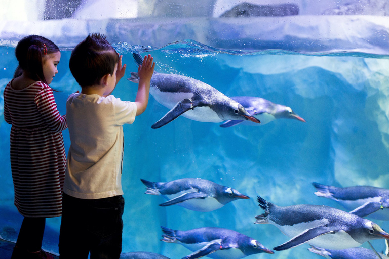 Londen: combiticket Madame Tussauds, London Eye en SEA LIFE