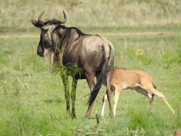 Le safari de luxe ultime en Tanzanie (circuit tout compris) GetYourGuide