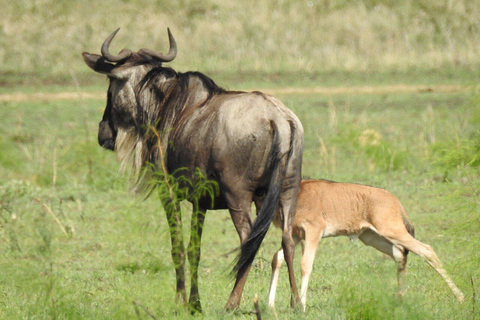 Safari de lujo en Tanzania (Todo incluido)