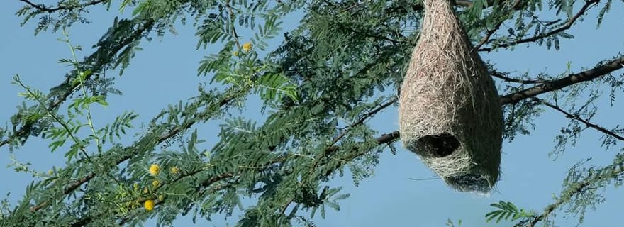 Depuis Udaipur : une expérience authentique de safari dans un village