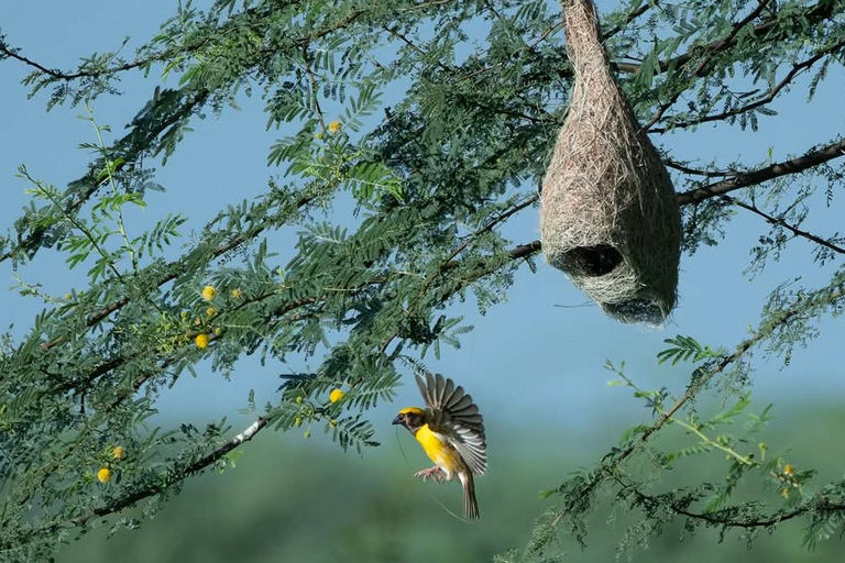 From Udaipur: Authentic Village Safari Experience