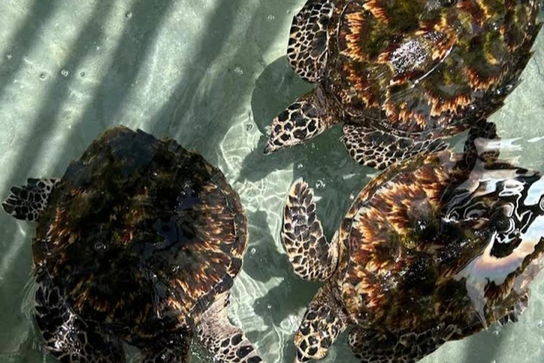 Fiji: Serenity Island Resort Island Escape Half Day Tour PM : Serenity Island Resort Island Escape Half Day Tour