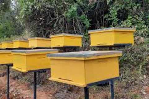 Kikambala: Beekeeping Tour with Honey Tasting & Pickup