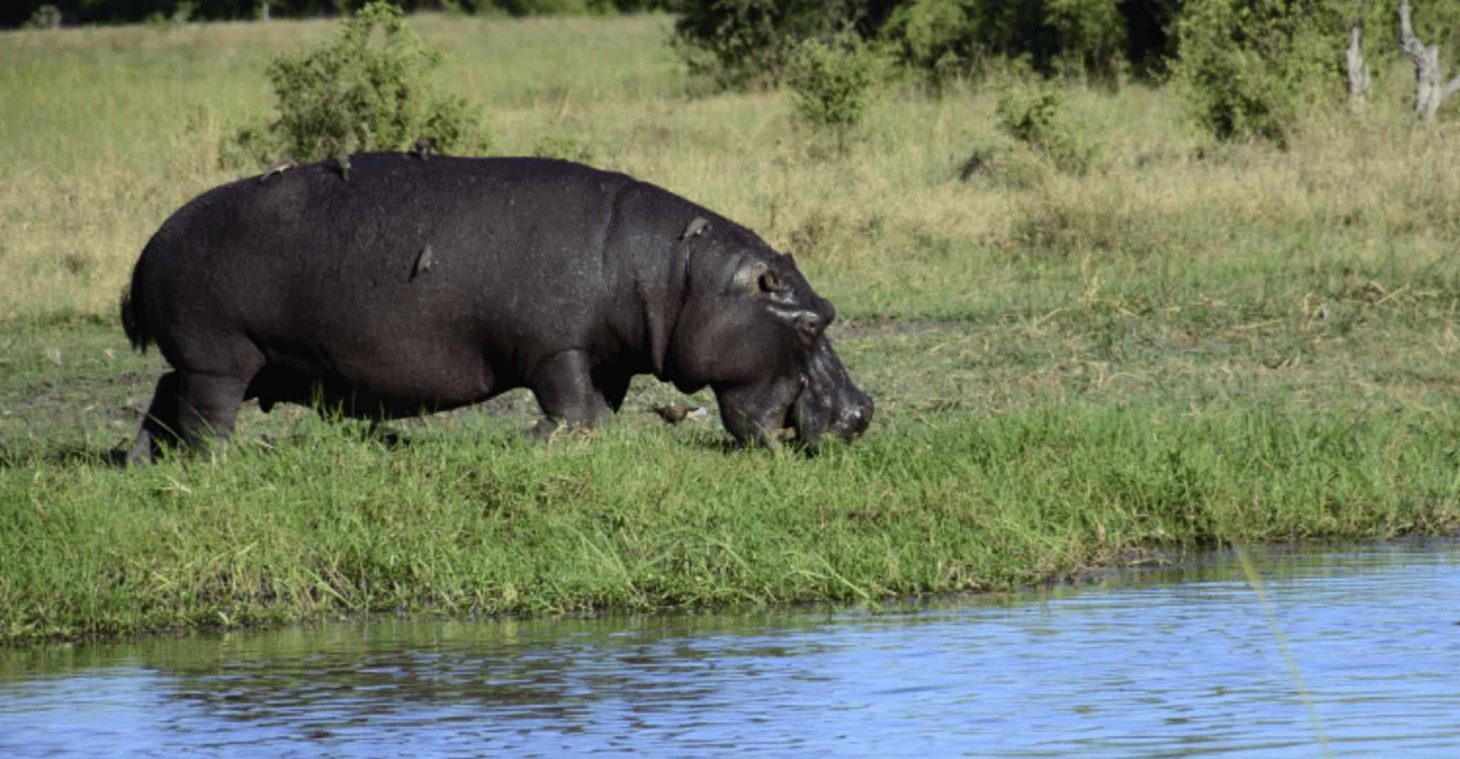 Mokoro Day Trip at the Okavango Delta - Housity