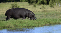 Mokoro Day Trip at the Okavango Delta - Housity
