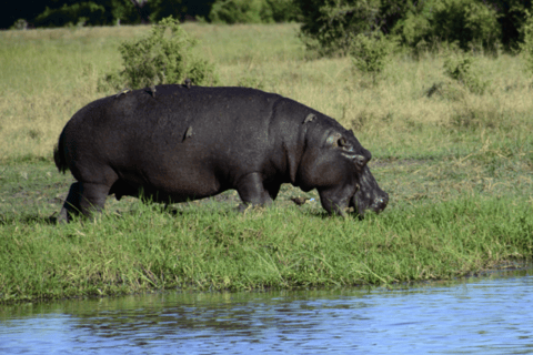 Excursión de un día en Mokoro por el Delta del Okavango