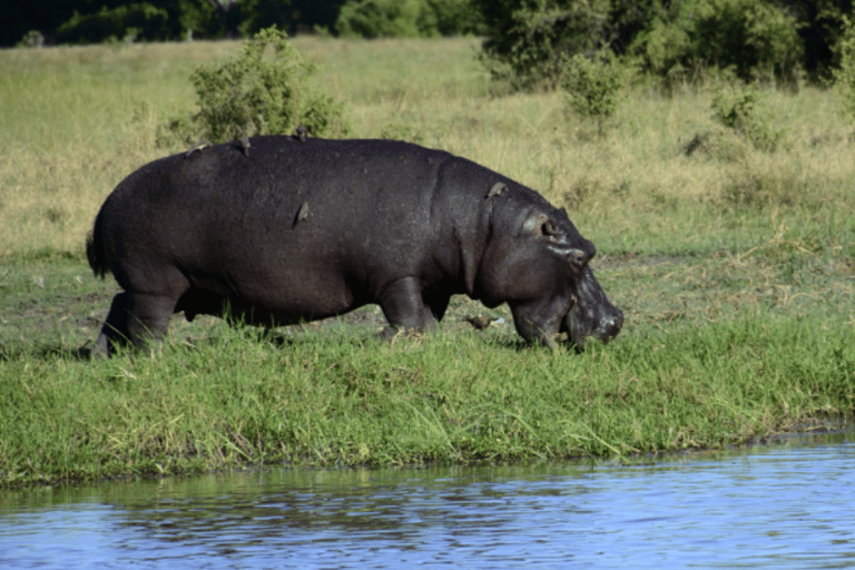 Excursión de un día en Mokoro por el Delta del Okavango