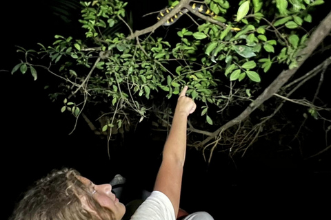 Jungle Night Tour : Finding Snakes and Night Species Jungle Night Tour : Finding Snake and night species