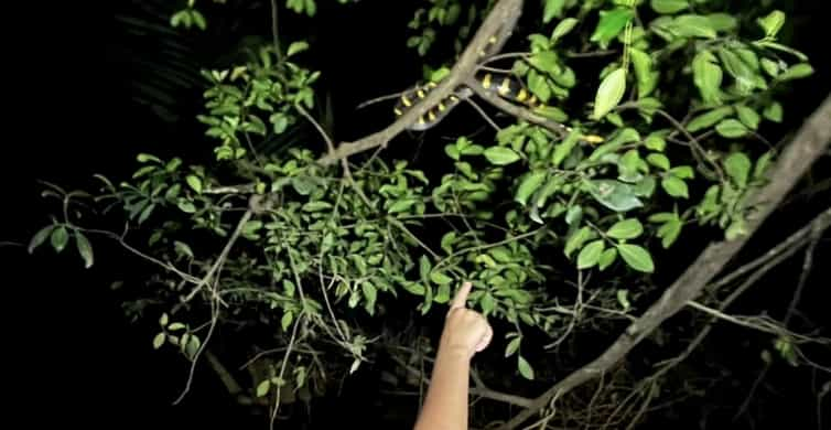 Jungle Night Tour : Finding Snakes and Night Species