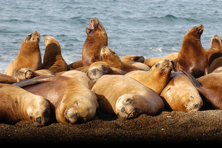 From Puerto Madryn: Full-Day Valdes Peninsula Tour