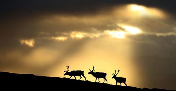 Narvik: An amazing photo journey through Arctic landscapes