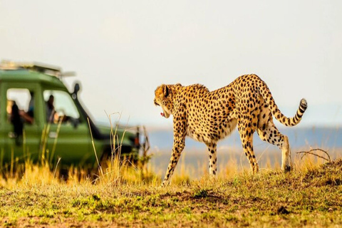 Nairobi: 2-dniowe safari na ranczu Solio z zakwaterowaniem