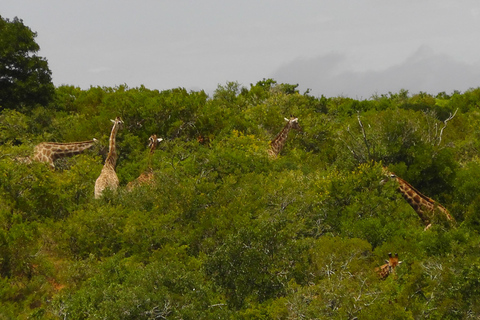 Schotia Safari – Big 5 Experience with High Lion Sightings