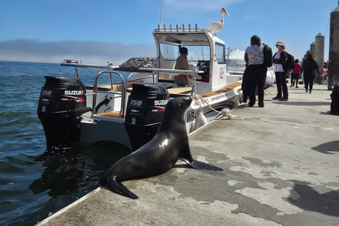 Walvis Bay: Morning Dolphin Cruise with snacks and drinks