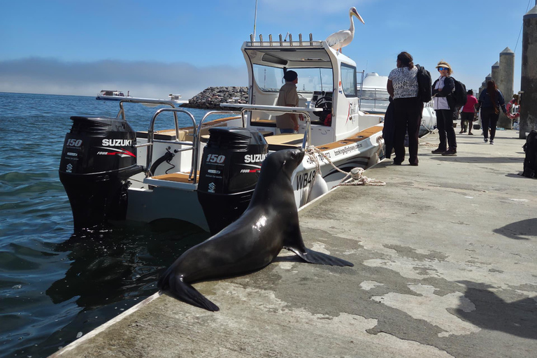 Walvis Bay: Morning Dolphin Cruise with snacks and drinks