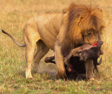 Safari privato nel Maasai Mara