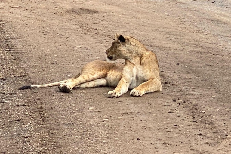 Ganztägige Wildlife-Tour in Nairobi mit Abholung und Rücktransport.