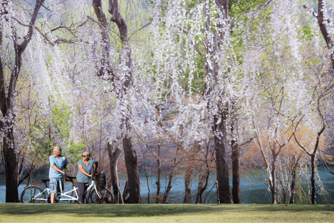 From Seoul: Nami Island, Korean Garden & Rail Bike Day Trip Group Tour with Railbike from Hongdae (Hongik University)