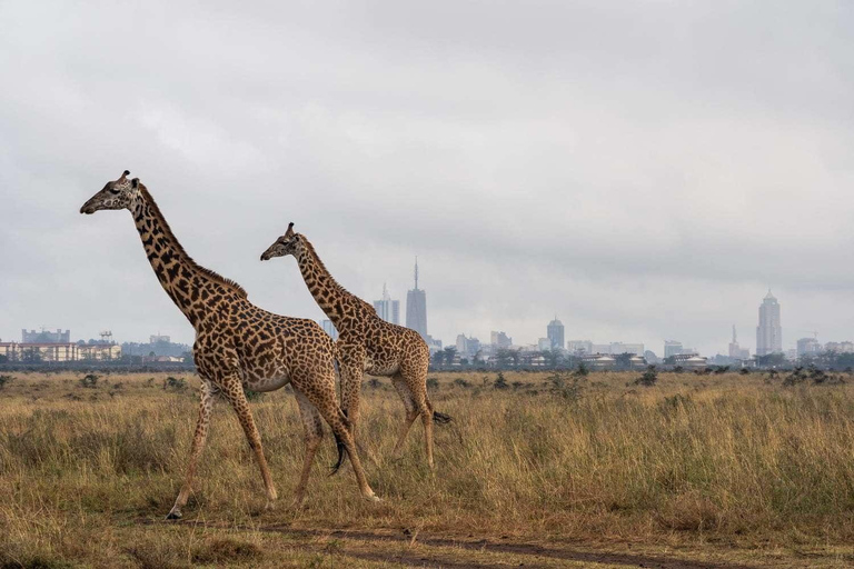 Nairobi; Excursión en vehículo por el Parque Nacional con servicio de recogida