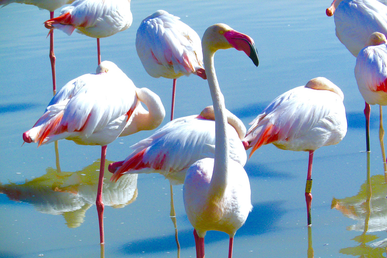 Arles & Regionaler Naturpark Camargue