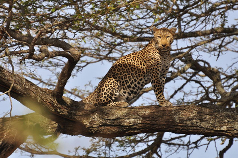 Nairobi National Park Morning Game Drive With Free Pickup