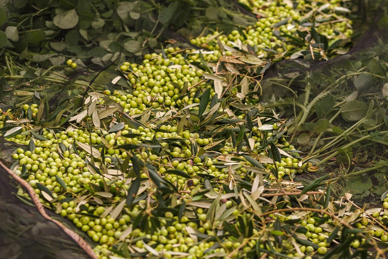 Menorca: Olive Oil Experience in Binissaida with Guided Tasting