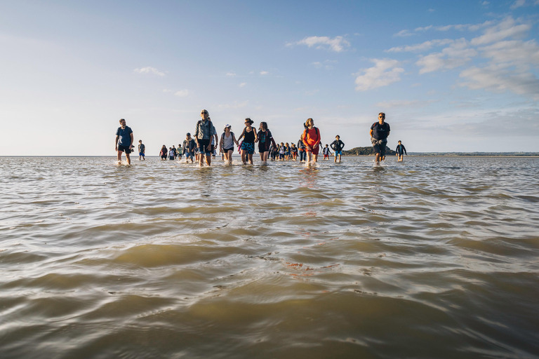 Mont-saint-Michel : Walk in the heart of the Bay