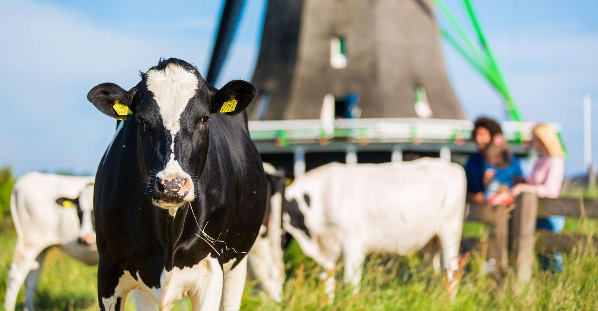 Amsterdam:Zaanse Schans, Marken, Volendam & Edam Guided Tour photo 4