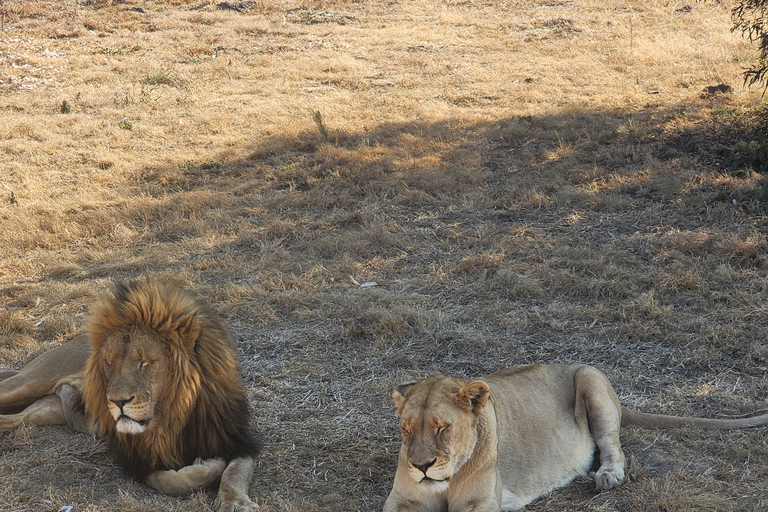 From Johannesburg: Lion & Safari Park Guided Game Drive