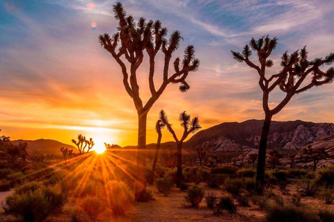 From Los Angeles: 2-Day Grand Canyon & Joshua Tree Tour