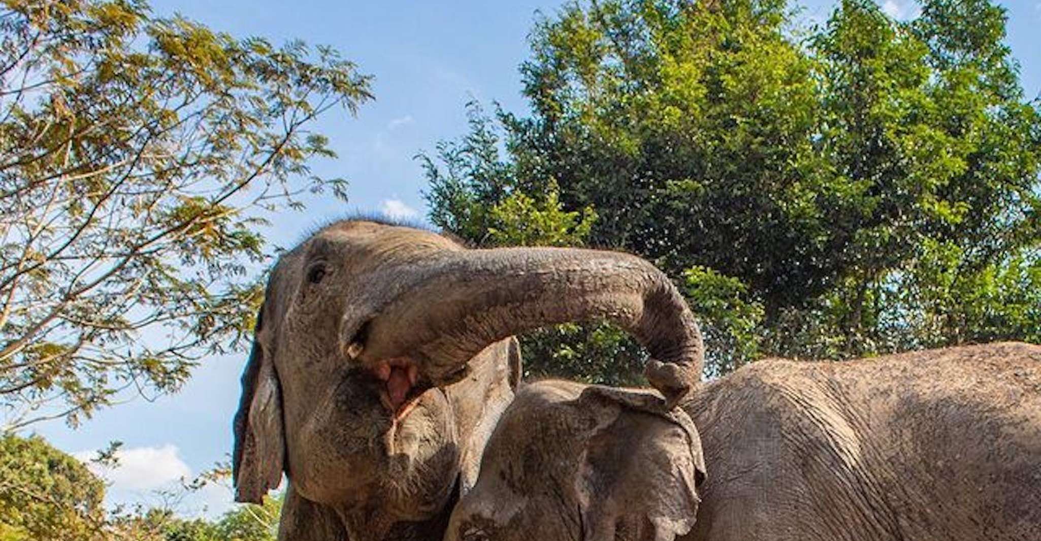 Siem Reap, Small Group Tour of Kulen Elephant Forest - Housity