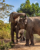 Siem Reap, pequeña gira grupal de Kulen Elephant Forest - Housity