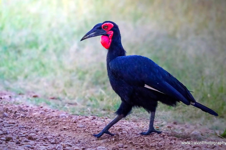 Mombasa: Tsavo West & Amboseli 3-Day Safari Tour