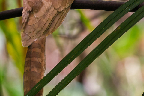 Puerto Princesa: Full-Day Birdwatching Tour with Guide